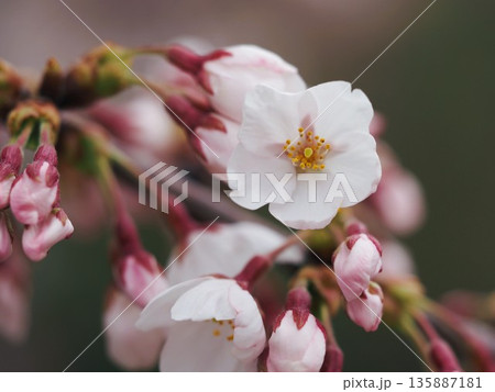 桜の花 咲きはじめのソメイヨシノ 桜の花 咲きはじめのソメイヨシノ 135887181