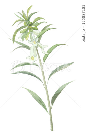 水彩で描いた胡麻の花 水彩で描いた胡麻の花 135887183
