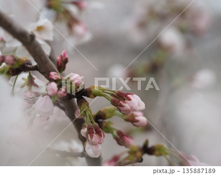 桜の花 咲きはじめのソメイヨシノ 桜の花 咲きはじめのソメイヨシノ 135887189