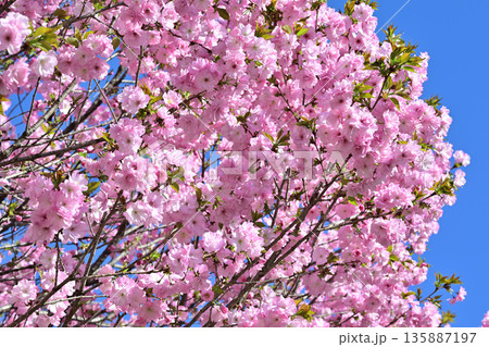 青空の中満開の赤城南面の桜 八重桜咲 青空の中満開の赤城南面の桜 八重桜咲 135887197
