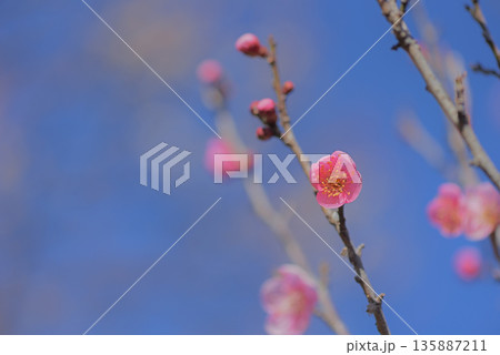 梅の花 梅の花 135887211