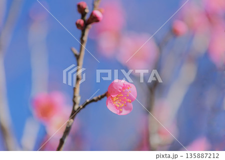 梅の花 梅の花 135887212