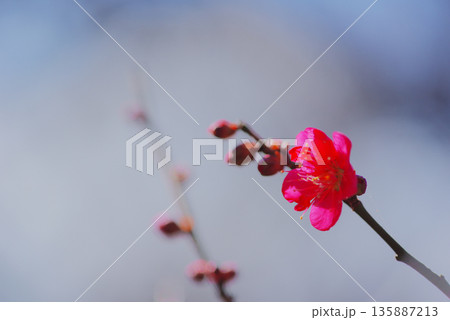 梅の花 梅の花 135887213