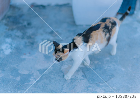 サントリーニのホテルでとる朝食 135887238