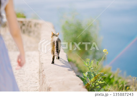 サントリーニのホテルでとる朝食 サントリーニのホテルでとる朝食 135887243