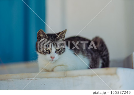 サントリーニのホテルでとる朝食 135887249