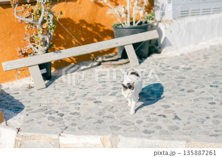 サントリーニのホテルでとる朝食 サントリーニのホテルでとる朝食 135887261