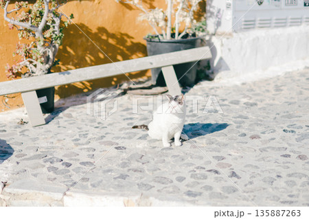 サントリーニのホテルでとる朝食 サントリーニのホテルでとる朝食 135887263