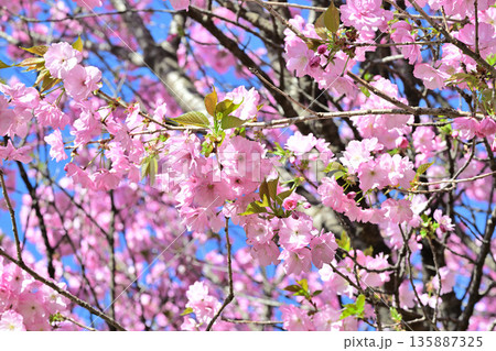 満開の赤城南面の桜　八重桜咲　 135887325