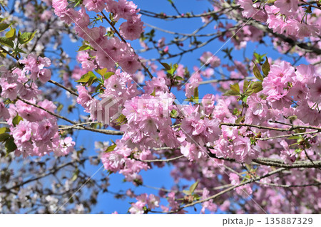 満開の赤城南面の桜　八重桜咲　 135887329