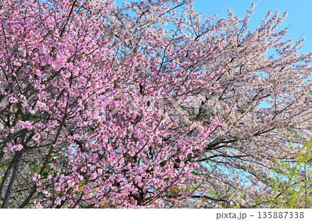 満開の赤城南面の桜　　 135887338