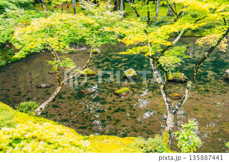 西芳寺（苔寺）の美しい庭園 135887441