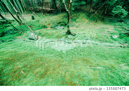 西芳寺（苔寺）の美しい庭園 135887473