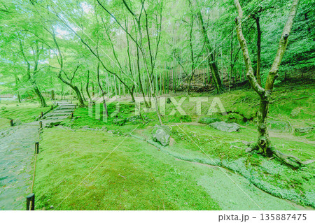西芳寺（苔寺）の美しい庭園 135887475