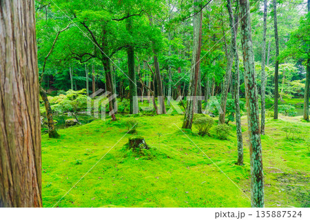 西芳寺（苔寺）の美しい庭園 135887524