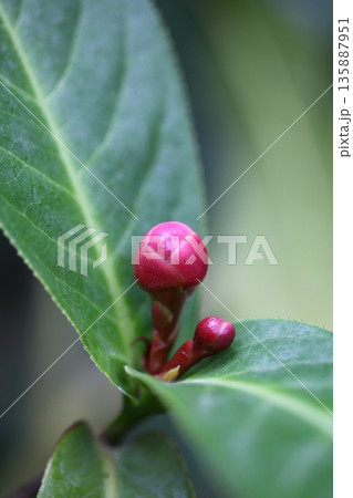 カメリア・ハイドゥンの花の蕾 135887951