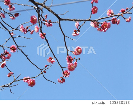 公園の紅梅の花順調に 135888158