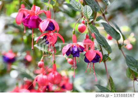 フクシア「ゼネラル・モンク」　Fuchsia 'General Monk' 135888167