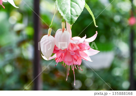 フクシア「ペティージ」　Fuchsia ‘Petiage’ 135888168
