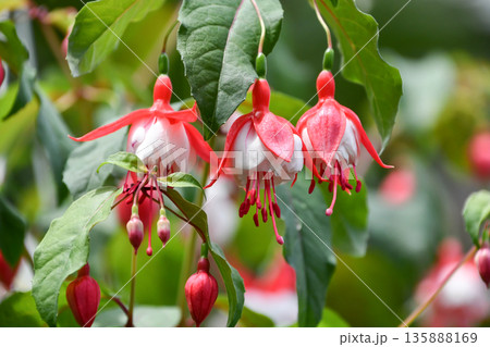 フクシア「ハンナ・レッド・ウィズ・ホワイト」 　Fuchsia 135888169