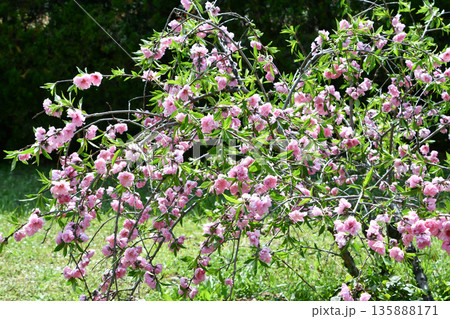 シダレモモ(枝垂れ桃) Weeping Flowering Peach シダレモモ(枝垂れ桃) Weeping Flowering Peach 135888171