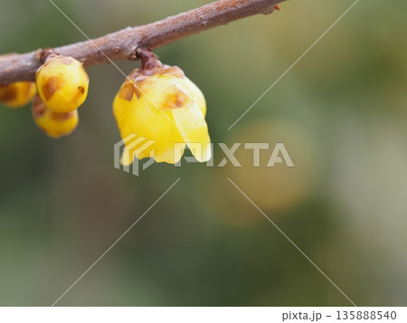 早春の花 ソシンロウバイ 早春の花 ソシンロウバイ 135888540