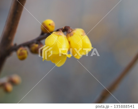 早春の花 ソシンロウバイ 早春の花 ソシンロウバイ 135888541