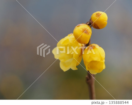 早春の花 ソシンロウバイ 早春の花 ソシンロウバイ 135888544