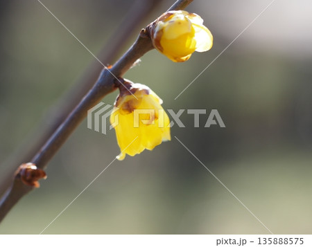 早春の花 ソシンロウバイ 早春の花 ソシンロウバイ 135888575