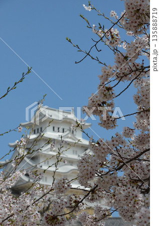 春の姫路城 春の姫路城 135888719