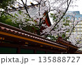 桜と神社 135888727