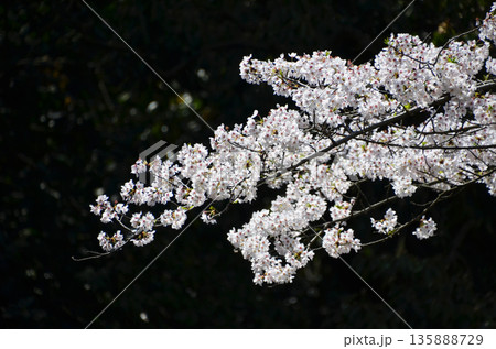 幻想的な桜 幻想的な桜 135888729