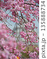 華やかな枝垂れ桜 135888734
