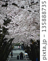 桜のトンネル 135888735