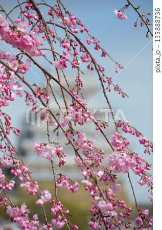 枝垂れ桜と姫路城 135888736
