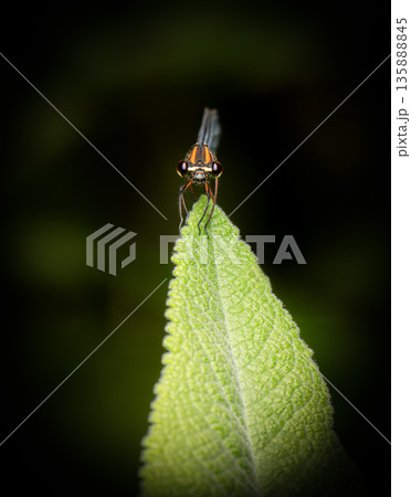 Orange Threadtail Damselfly Orange Threadtail Damselfly 135888845
