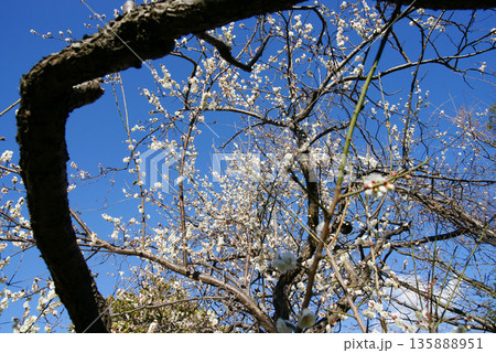 青空に白梅の花 135888951