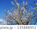 青空に白梅の花 135888952