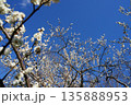 青空に白梅の花 135888953