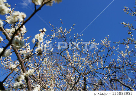 青空に白梅の花 青空に白梅の花 135888953