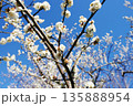 青空に白梅の花 135888954