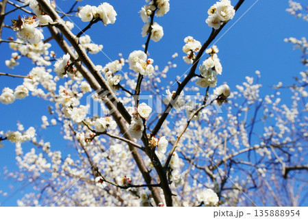 青空に白梅の花 135888954