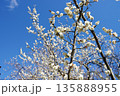 青空に白梅の花 135888955