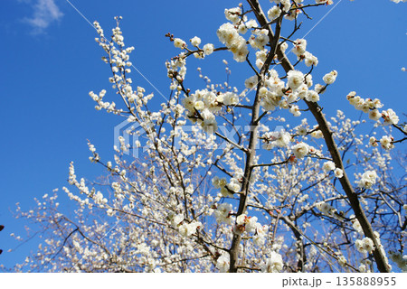 青空に白梅の花 青空に白梅の花 135888955