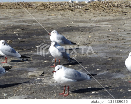 ユリカモメ陸に上がって散歩です ユリカモメ陸に上がって散歩です 135889026