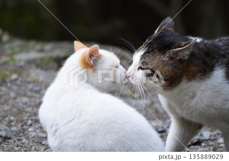 キス寸前 135889029