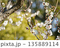 梅の花にメジロ 135889114
