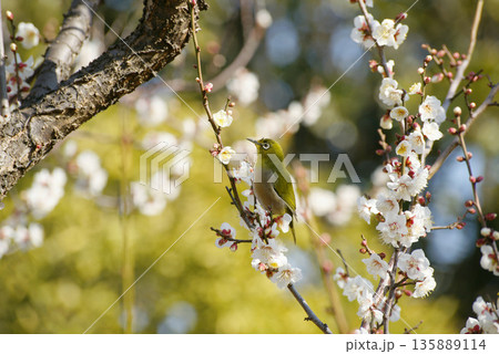 梅の花にメジロ 梅の花にメジロ 135889114