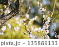 梅の花にメジロ 135889133