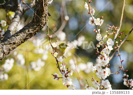 梅の花にメジロ 梅の花にメジロ 135889133